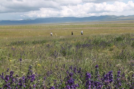 Wildflowers of the grassland around Gahai Lake