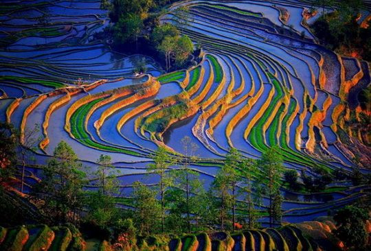 Yuanyang Rice Terraces
