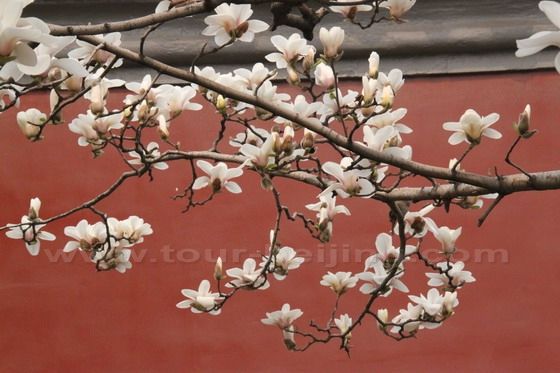 Yulan Magnolia 12