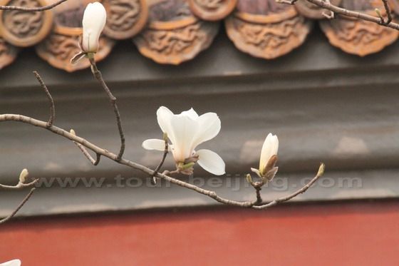 Yulan Magnolia 3
