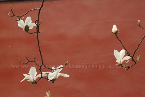 Yulan Magnolia 6