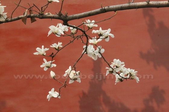Yulan Magnolia 9