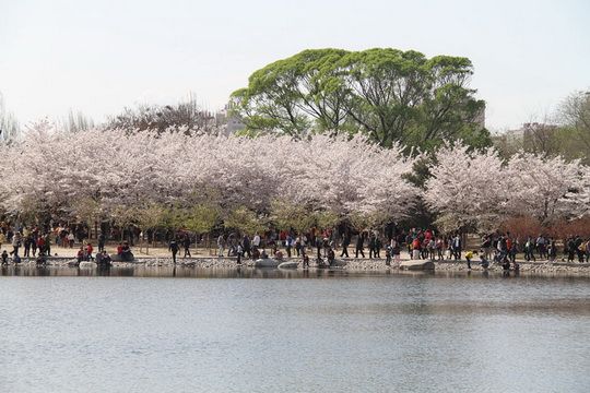 Best Time to See the Cherry Blossoms in Beijing