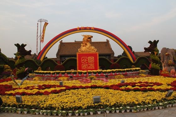  a garden of yellow Chrysanthemum flowers.