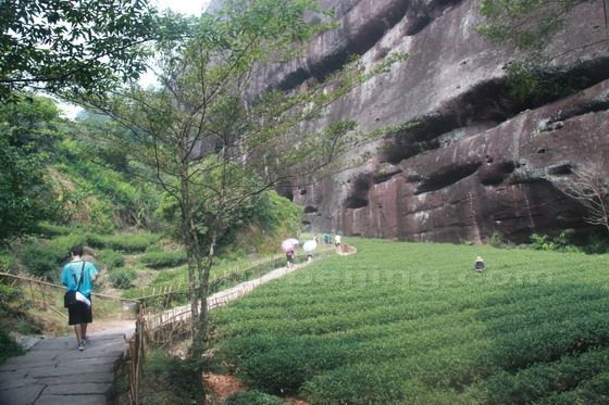 a green tea tree field