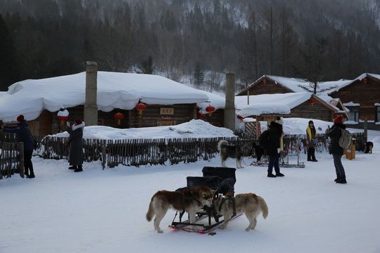 dogsleds