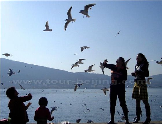 huge fleets of sea gulls 