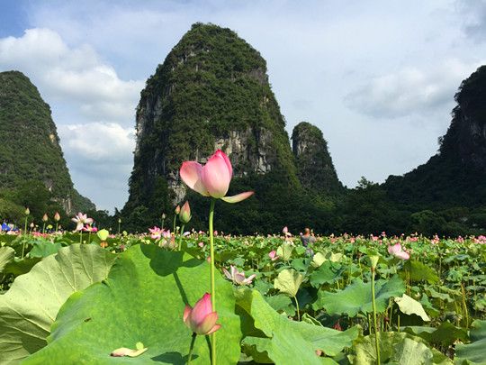 Karst Hills and Lotus.
