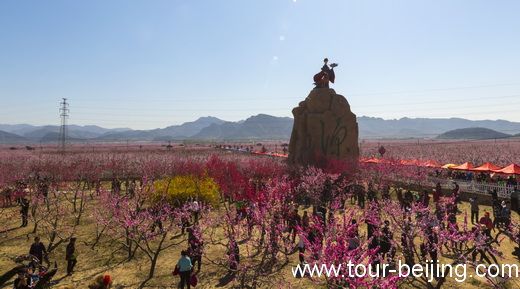 The Best Place to View Peach Flowers in Beijing