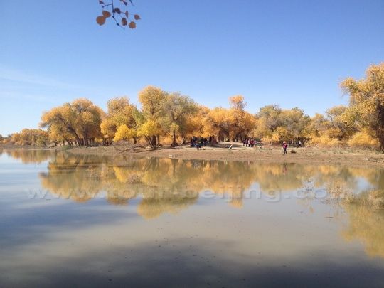 Golden poplar trees on the desert and lake