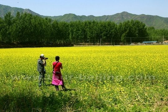  Canola Flowers at Beizhuang Town, Miyun