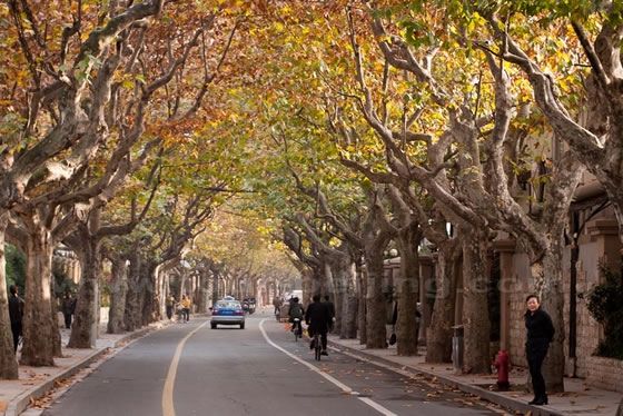 shanghai autum