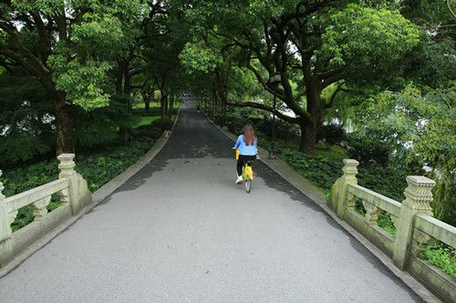 the densely forested dame 