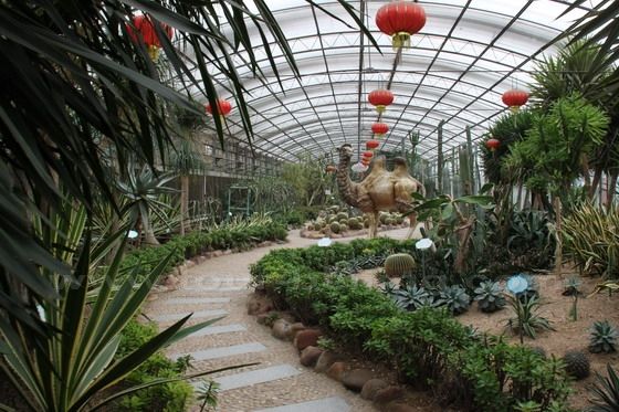 tropical precious and special plants