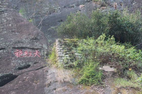 we spotted the six original Da Hong Pao Tea Trees
