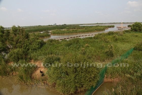 The Yellow River Delta National Natural Reserve